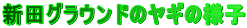 �V�c�O���E���h�̃��M�̗l�q