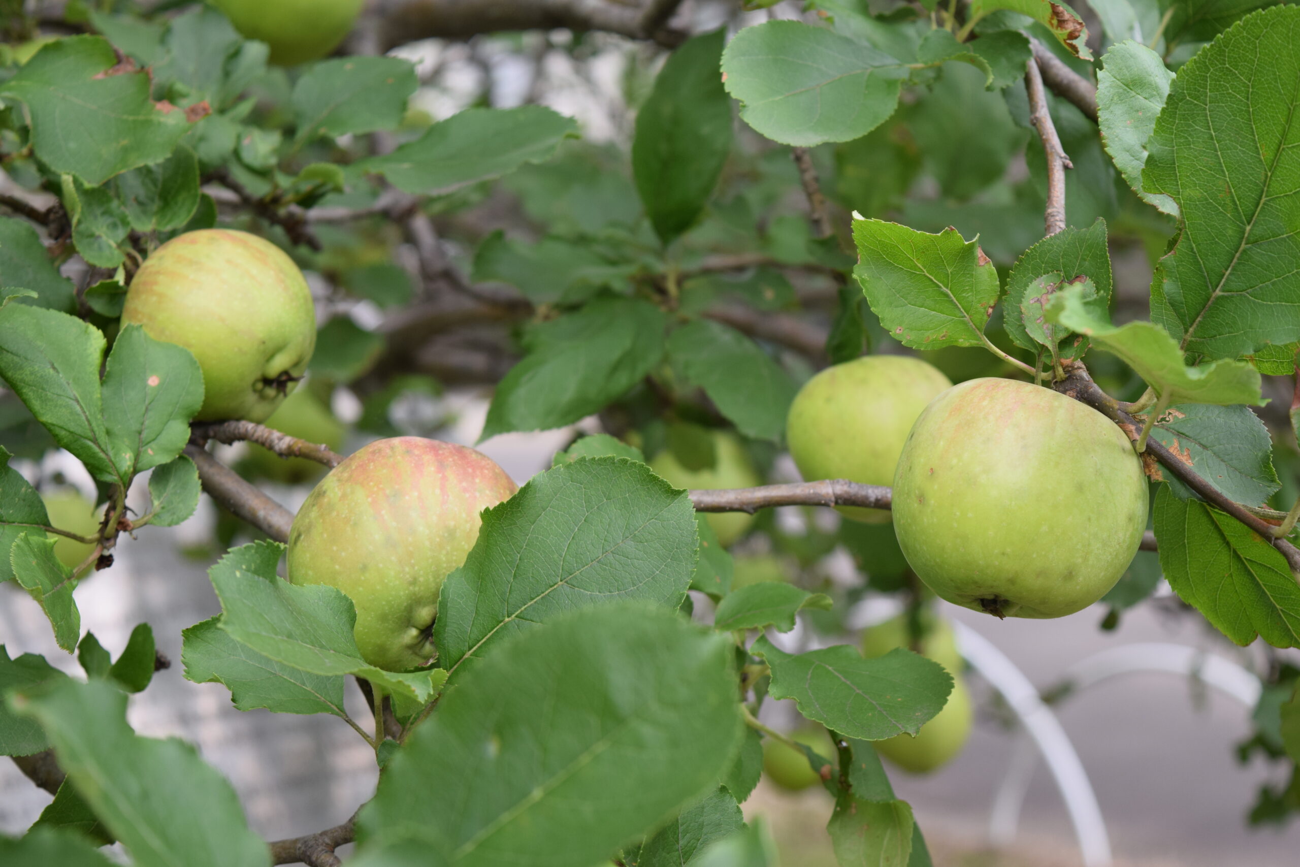 2020/07/15　期末考査3日目 ﾆｭｰﾄﾝのﾘﾝｺﾞの木