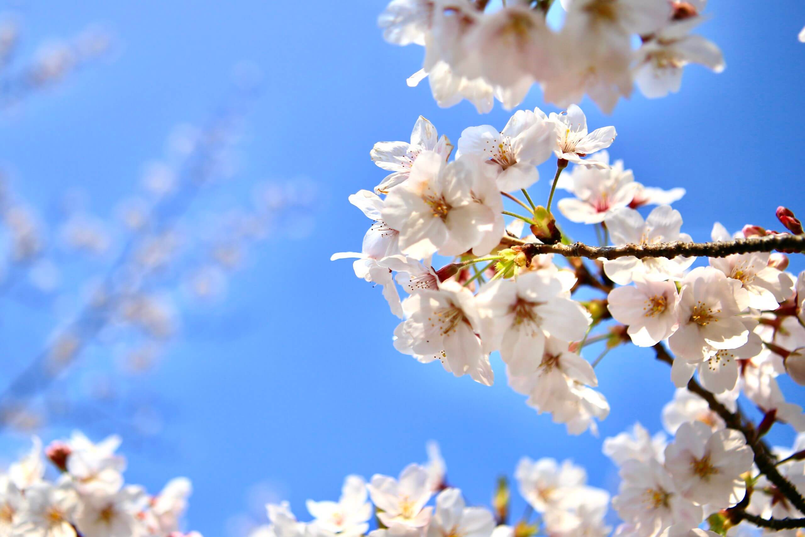 【特集】アオハル大手前〜4月編〜